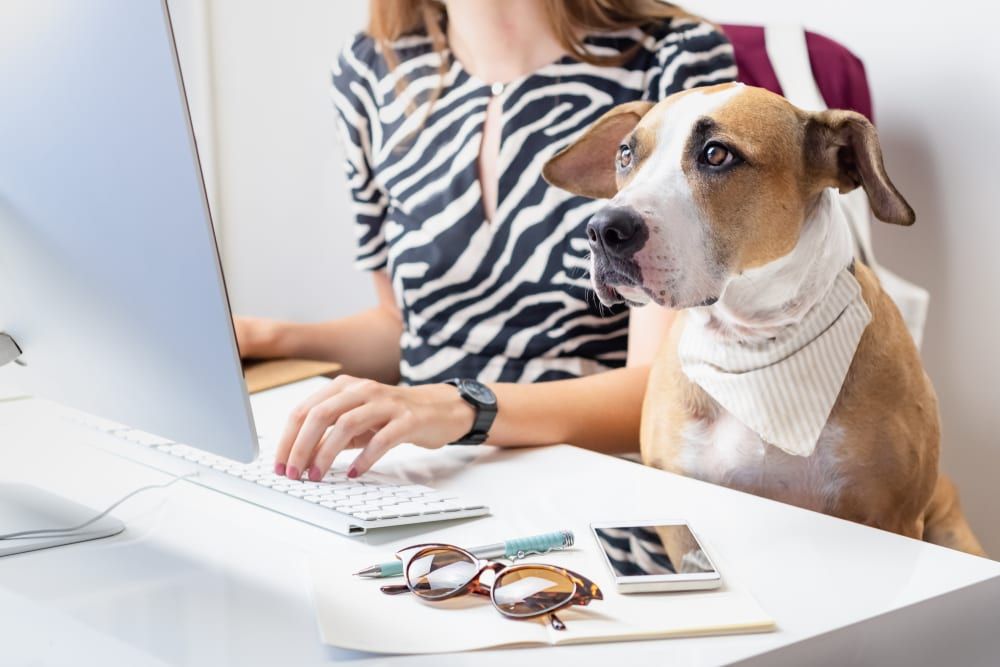 Use employee appreciation ideas like bring-your-pets day to recognize your staff. 