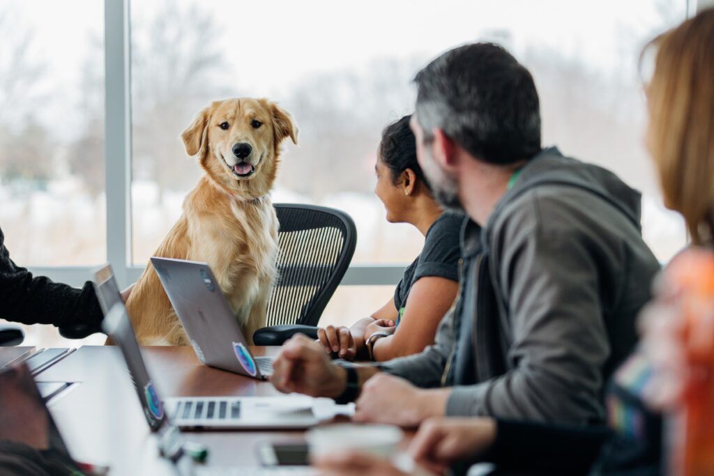 dog at the office