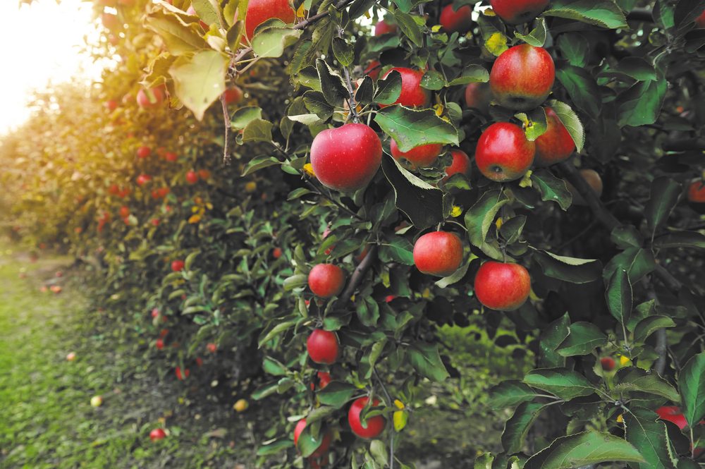Heritage apples are an American trend used well in international cuisine.